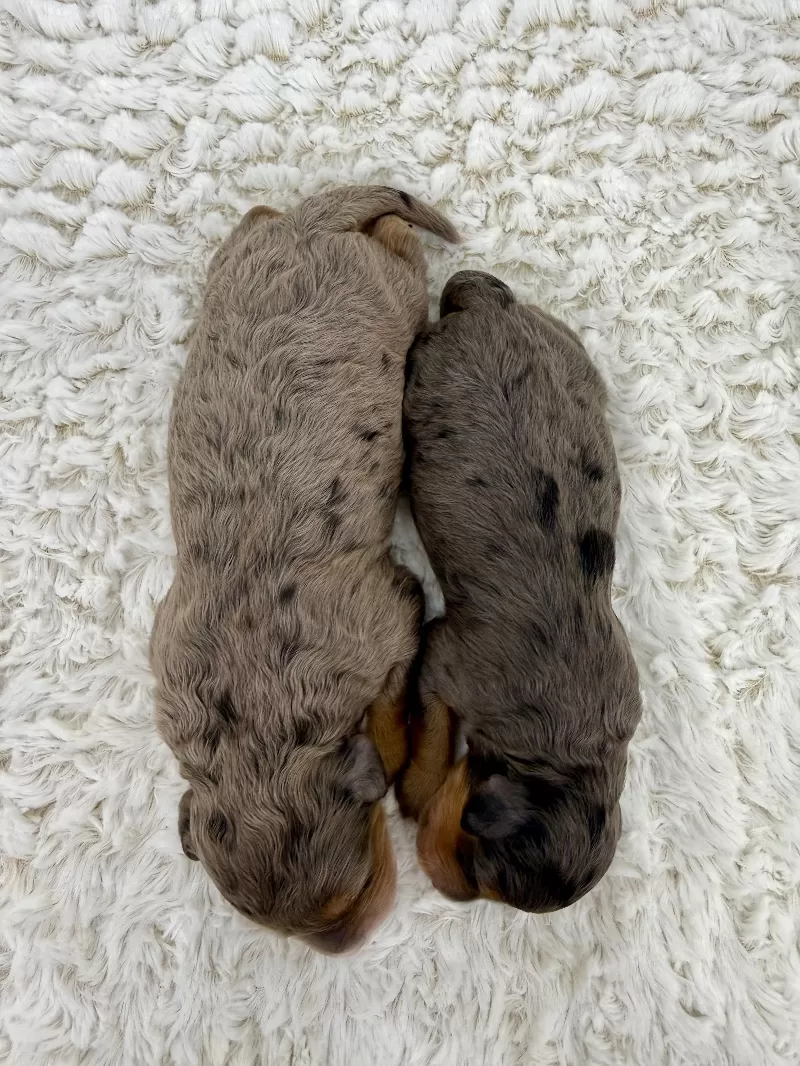 Jade💖Tundra’s litter are here!!