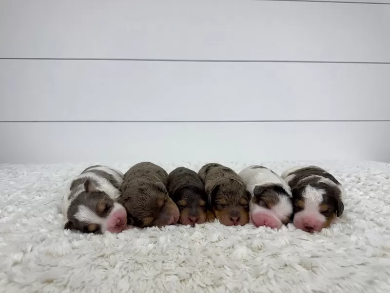 Jade💖Tundra’s litter are here!!