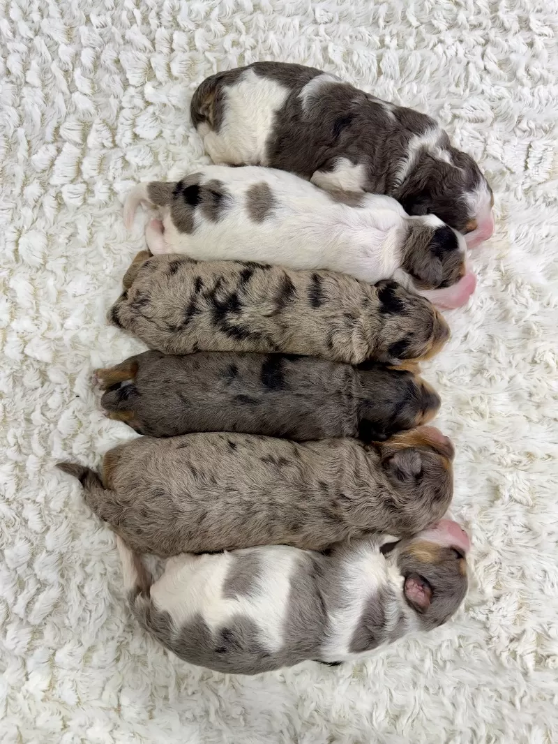 Jade💖Tundra’s litter are here!!