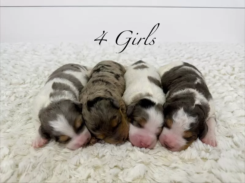 Jade💖Tundra’s litter are here!!