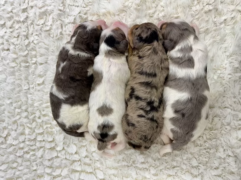 Jade💖Tundra’s litter are here!!