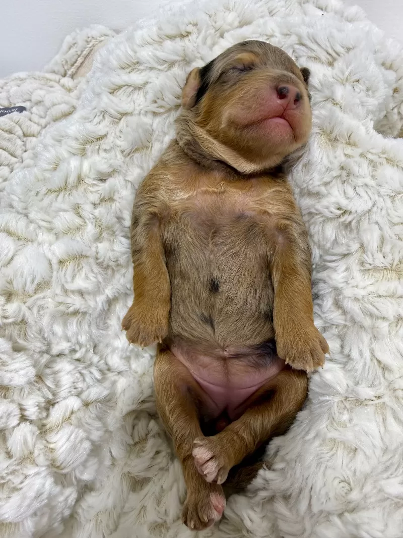 Jade💖Tundra’s litter are here!!