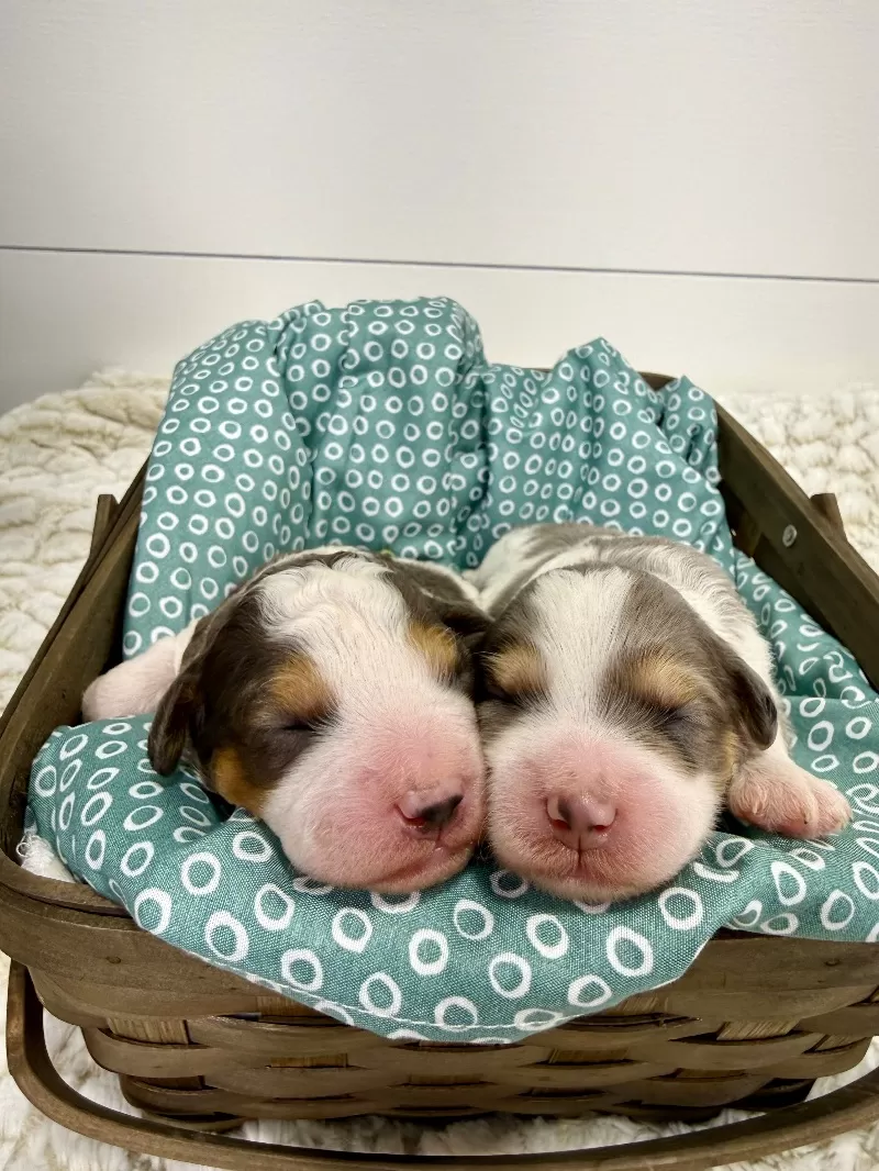 Jade💖Tundra’s litter are here!!