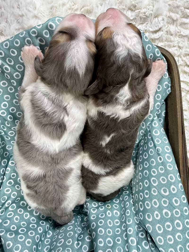 Jade💖Tundra’s litter are here!!