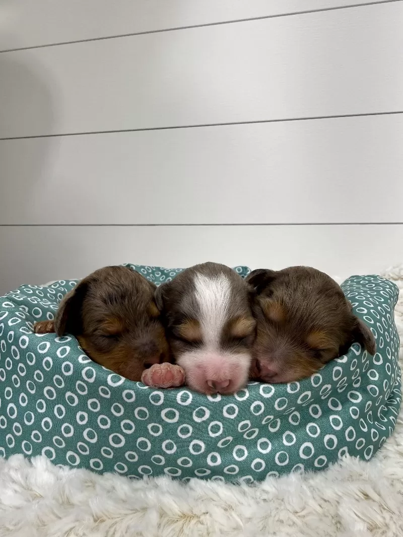 Jade💖Tundra’s litter are here!!