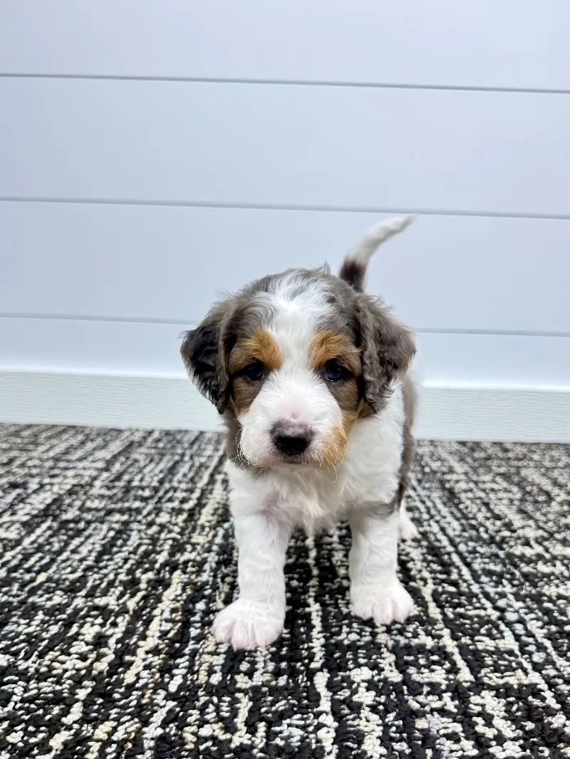 Puppy Name: Emma 💖