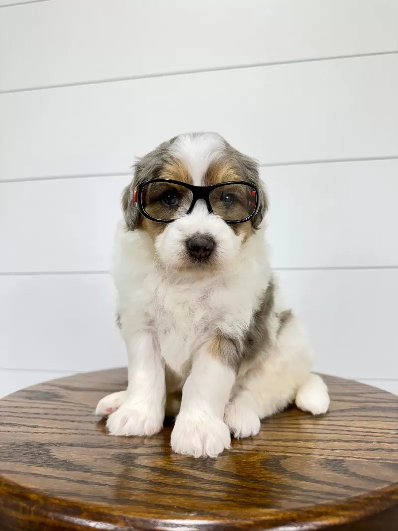 Puppy Name: Piper 😘