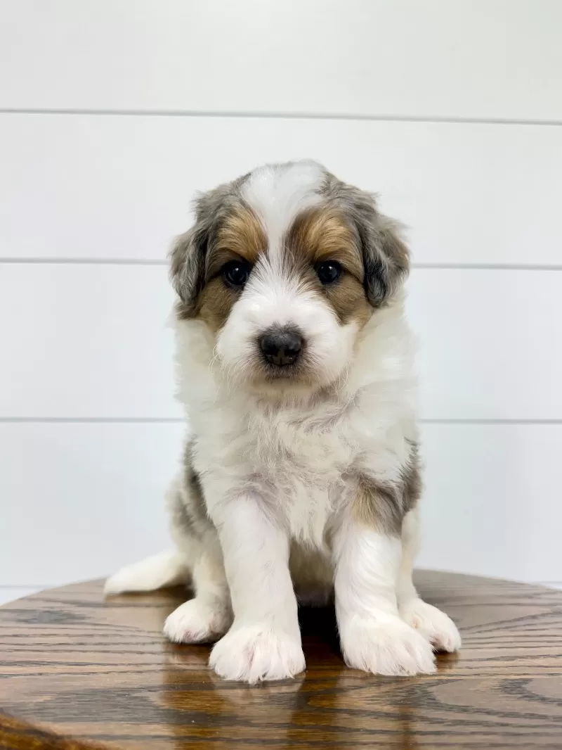 Piper 😘