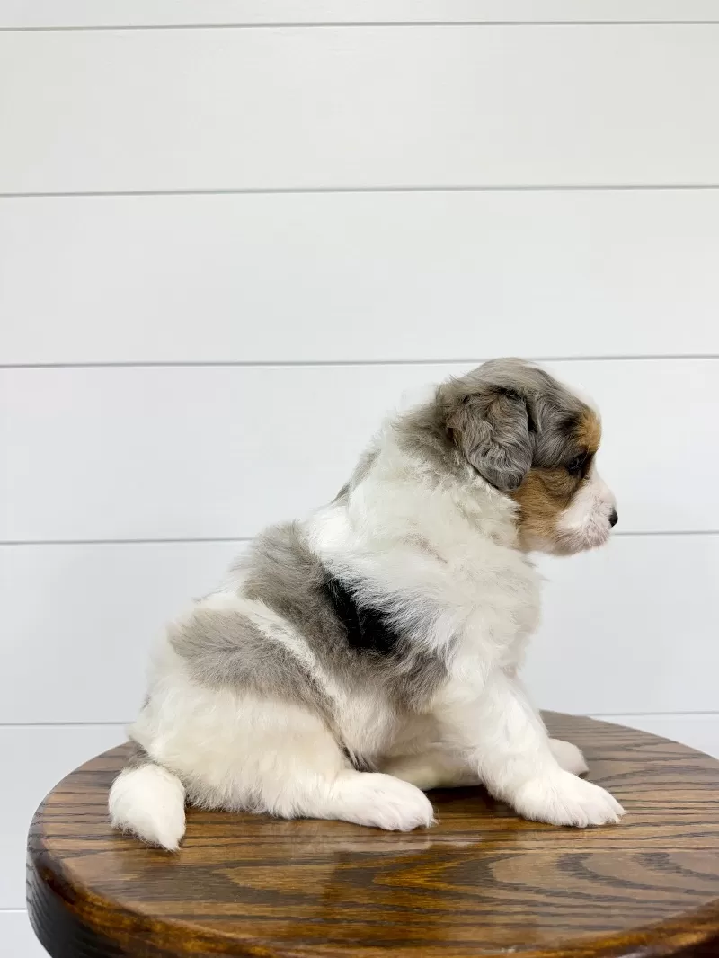 Piper 😘