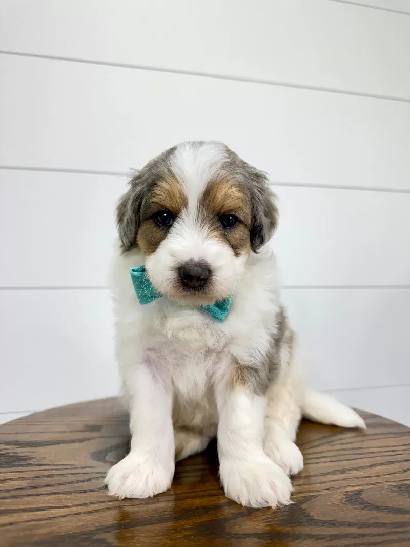 Piper 😘