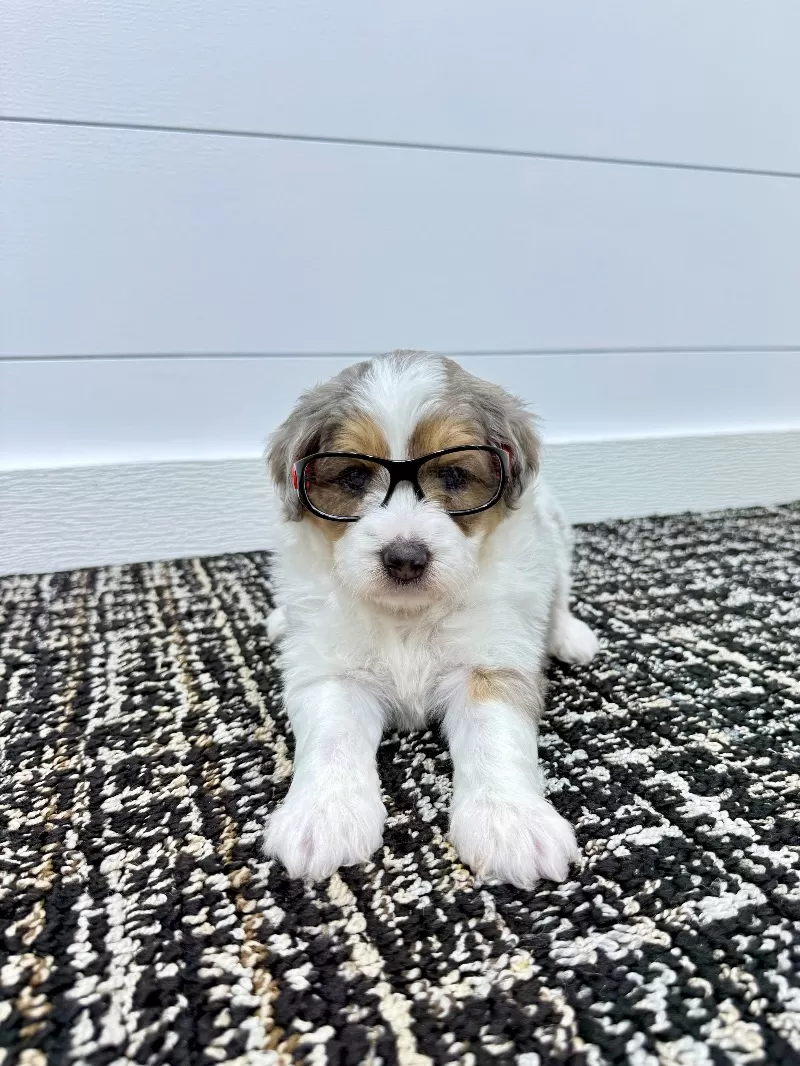 Piper 😘