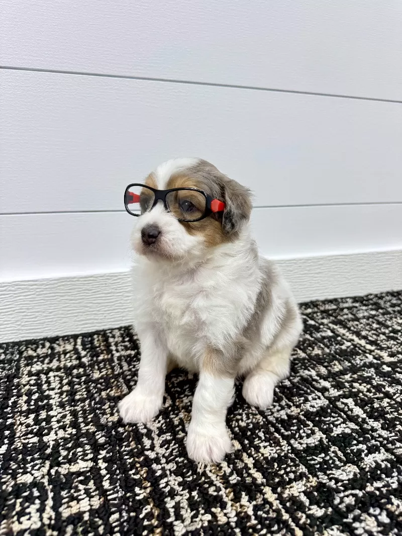 Piper 😘