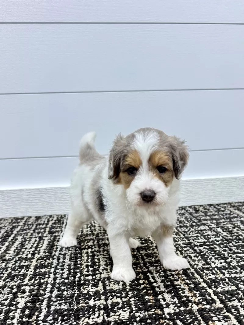 Piper 😘