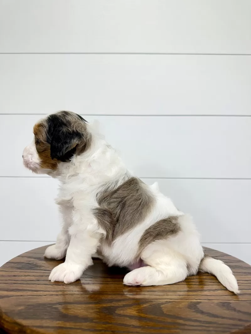 Gracie 🥰