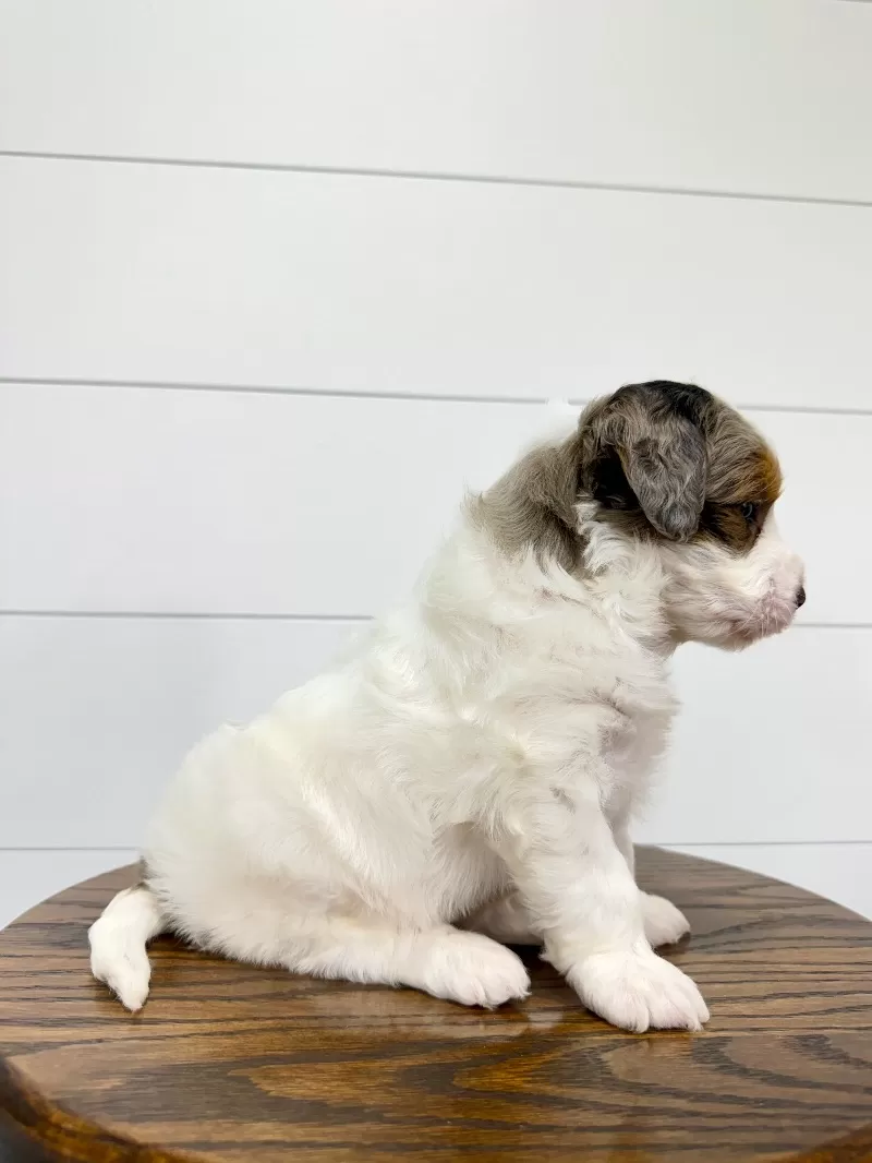 Gracie 🥰