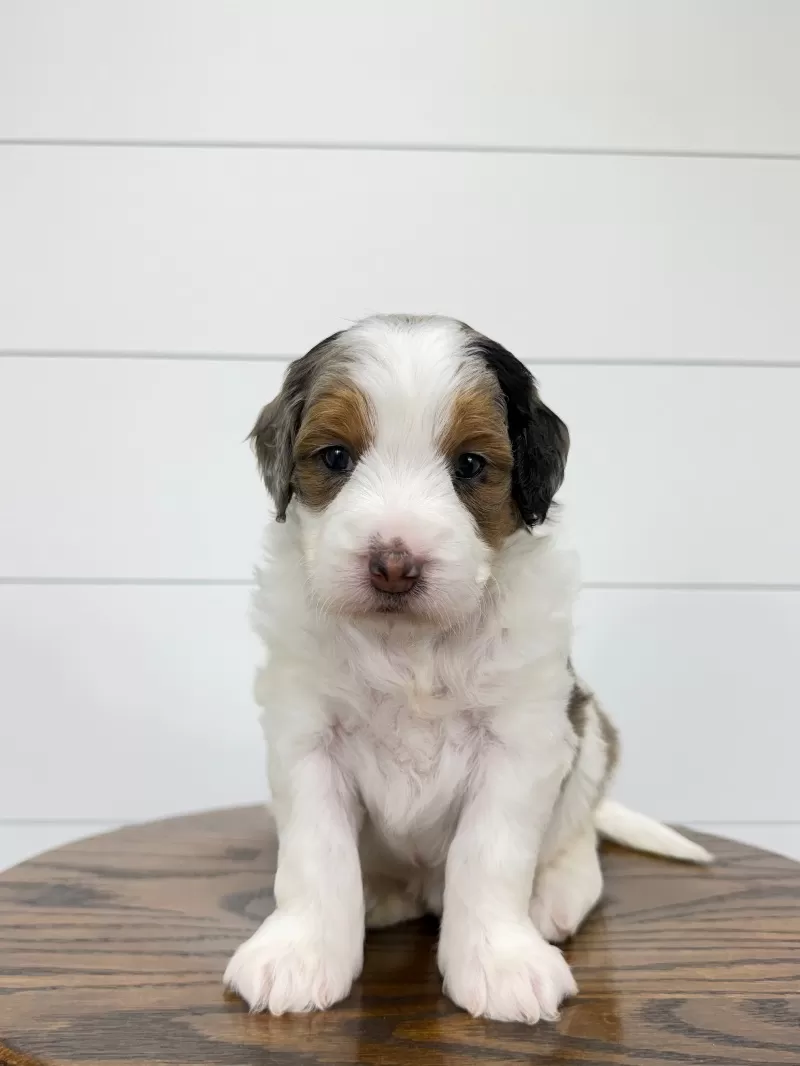 Gracie 🥰