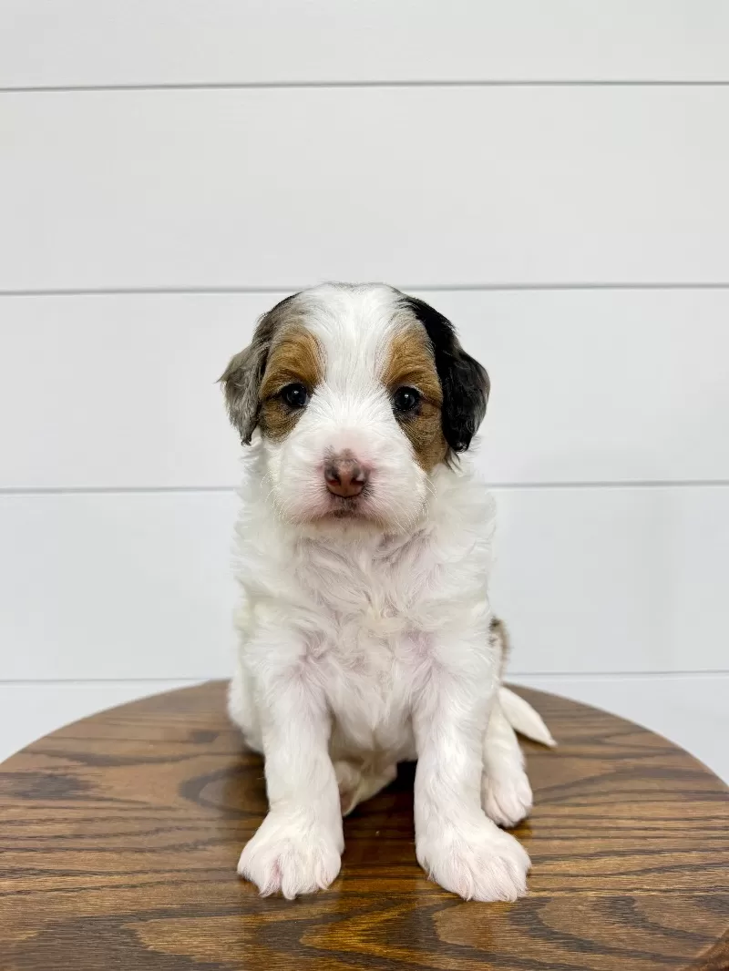 Gracie 🥰
