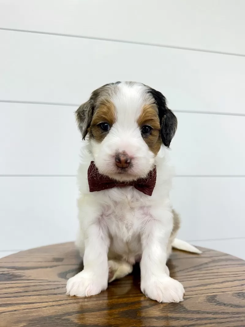 Gracie 🥰