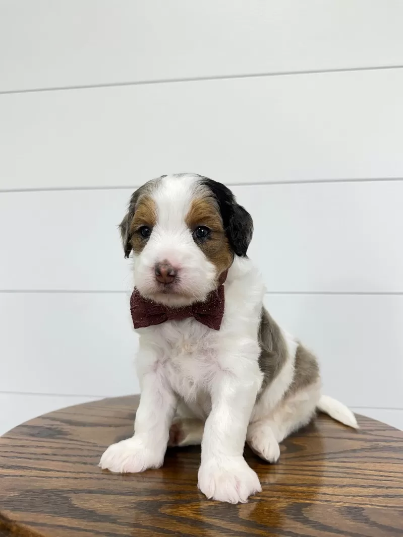 Gracie 🥰