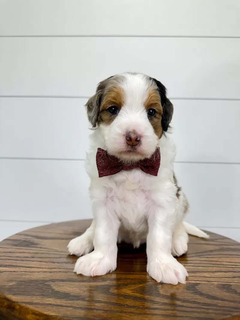 Gracie 🥰