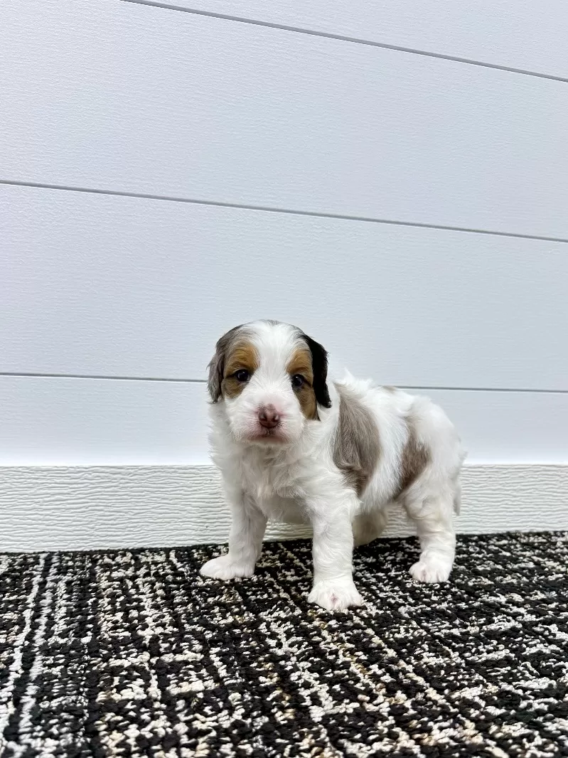 Gracie 🥰