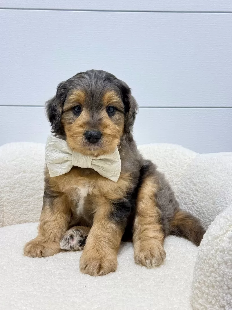 Puppy Name: Max 🐶