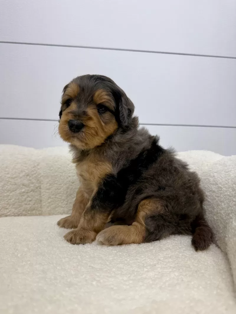 Max 🐶