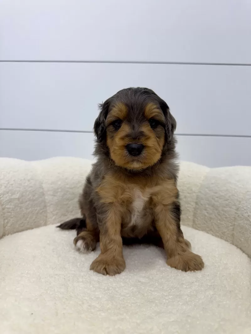 Max 🐶