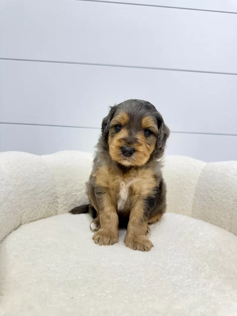 Max 🐶