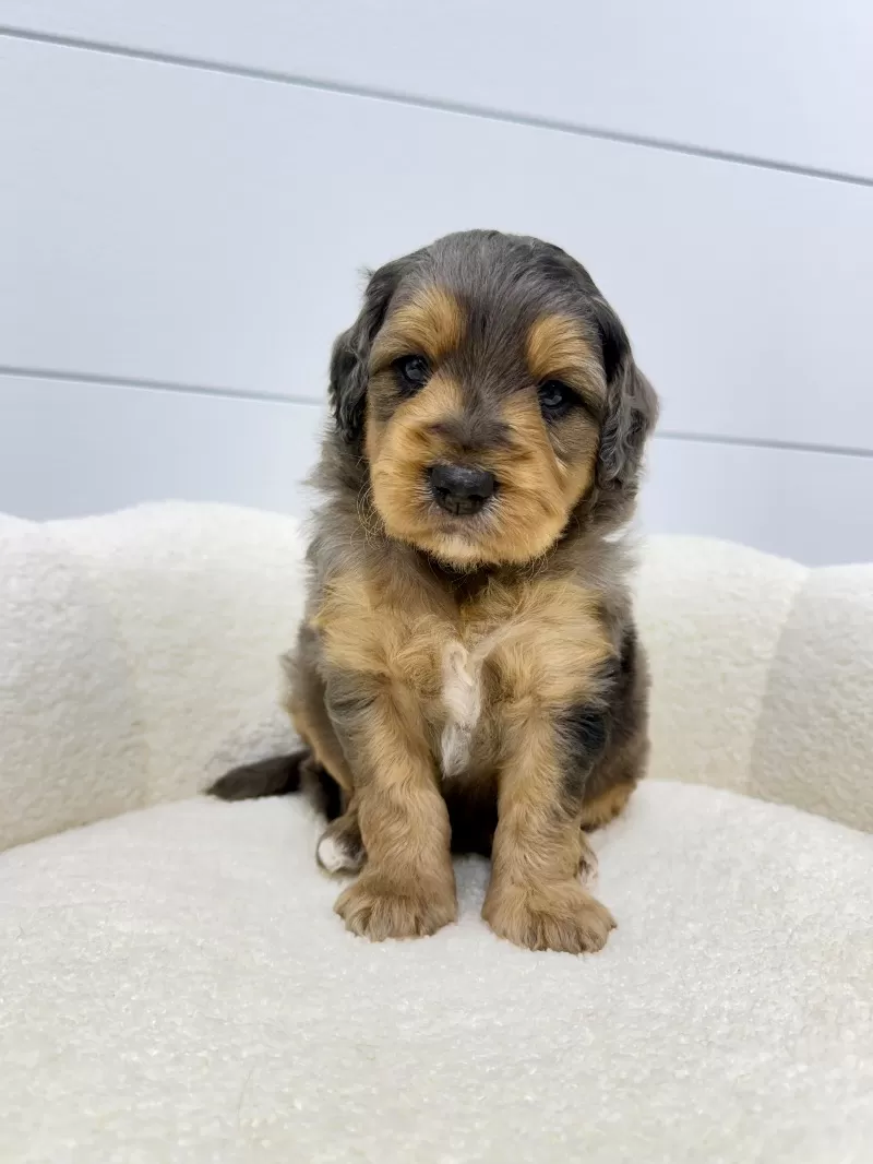 Max 🐶