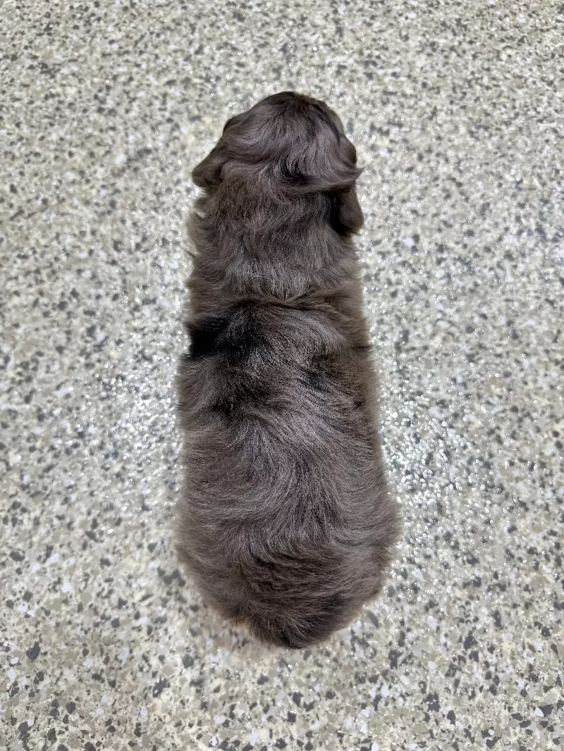 Max 🐶