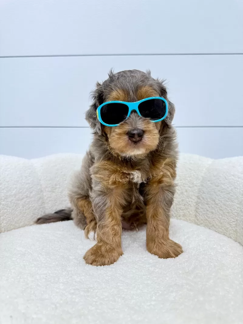 Puppy Name: Cash 🧸😍