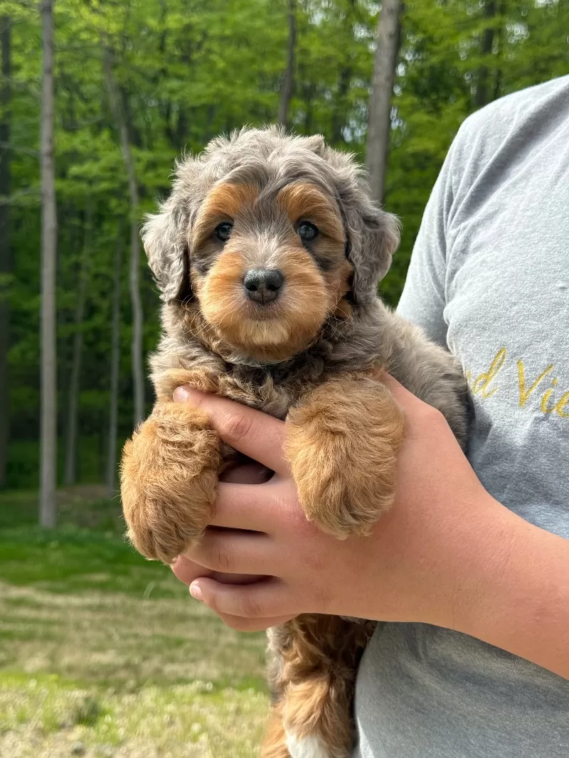 Puppy Name: Cash 🧸😍