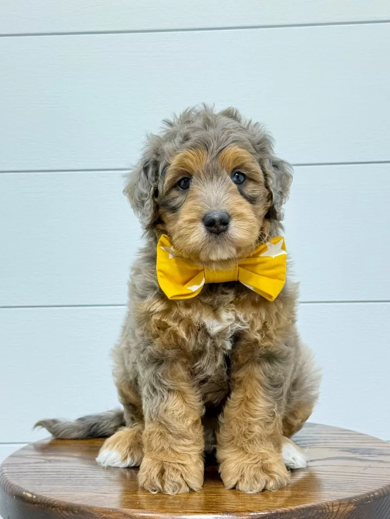Puppy Name: Cash 🧸😍