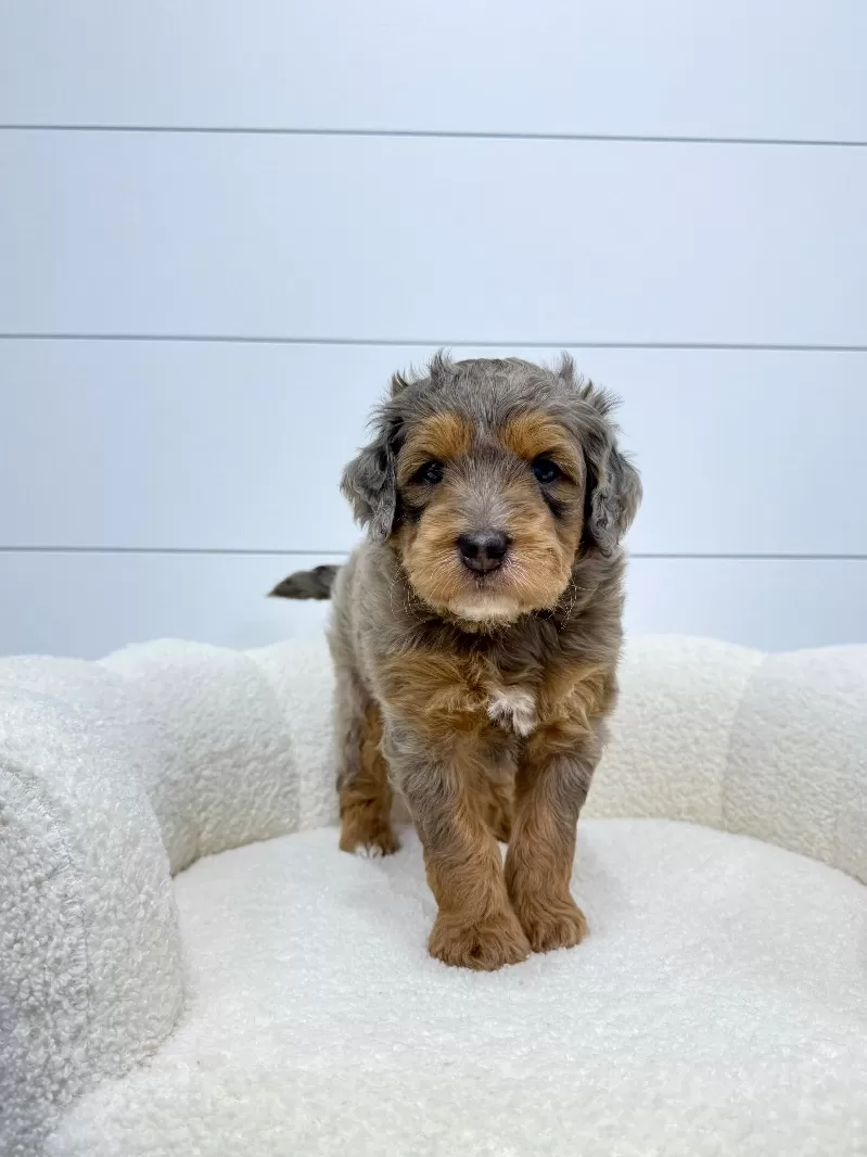 Cash 🧸😍