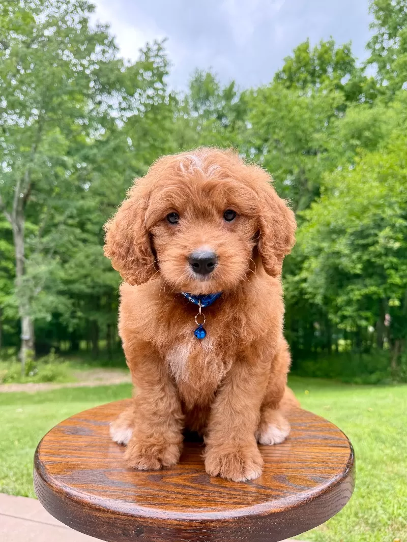 Puppy Name: Duke ♥️😘