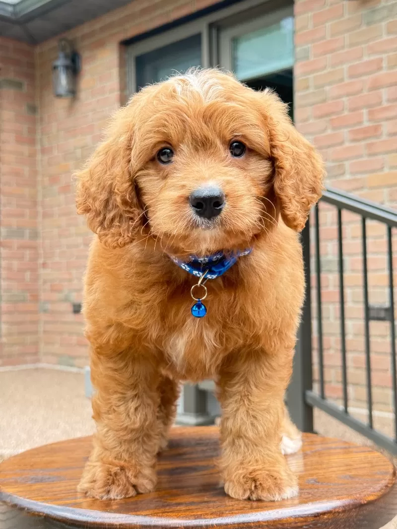 Duke ♥️😘