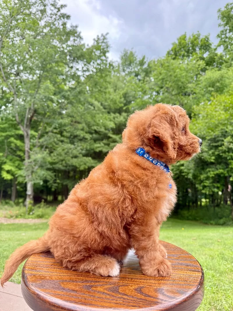 Duke ♥️😘