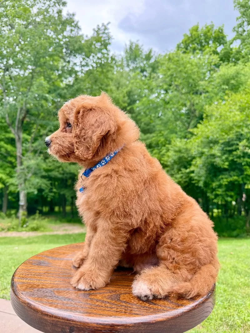 Duke ♥️😘