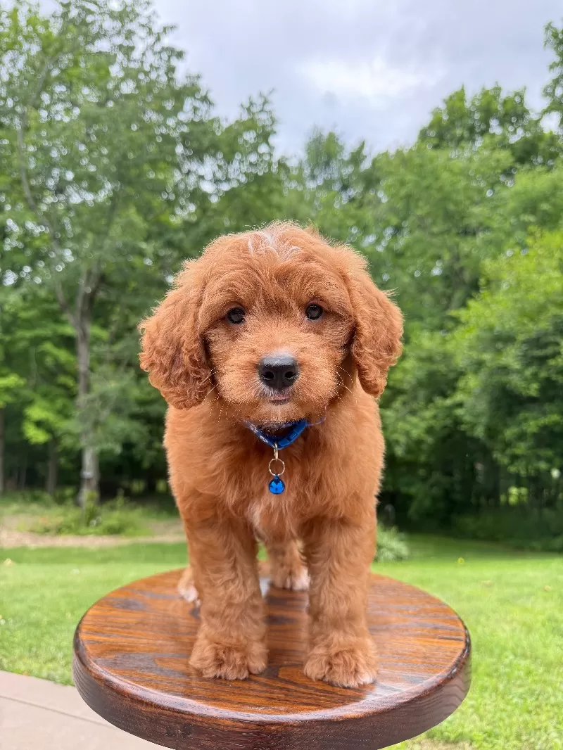 Duke ♥️😘