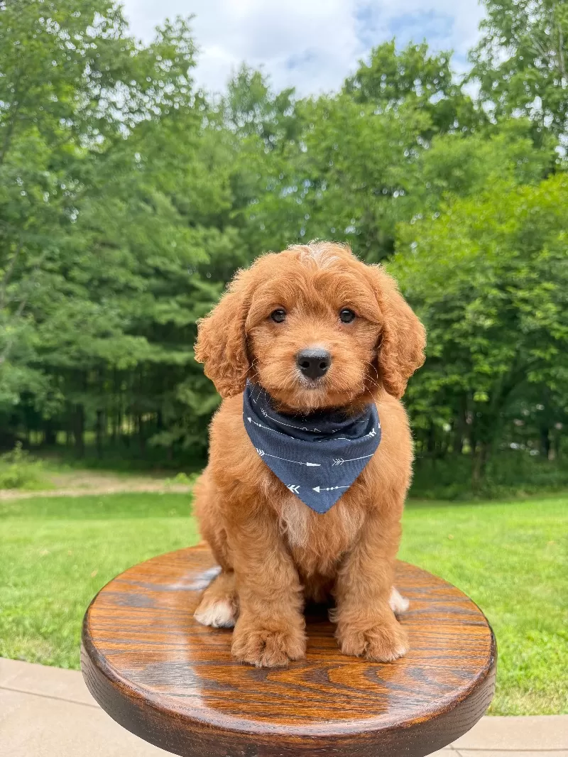 Duke ♥️😘