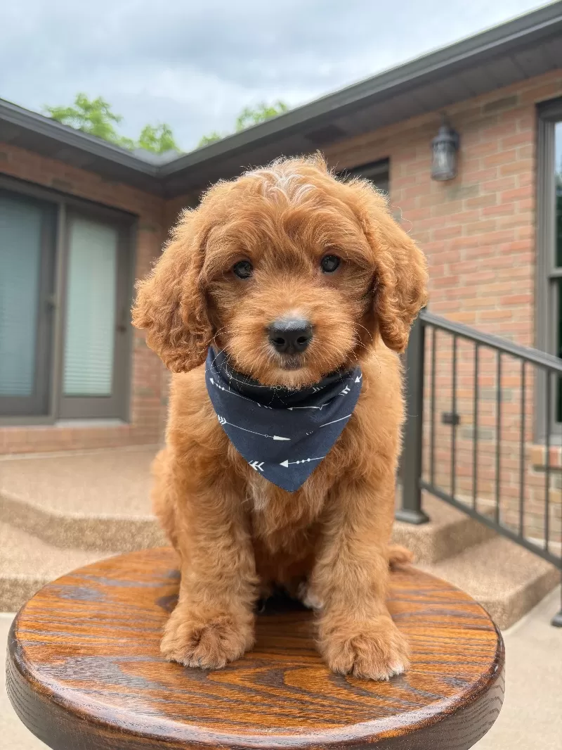 Duke ♥️😘