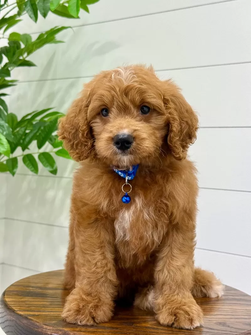 Duke ♥️😘