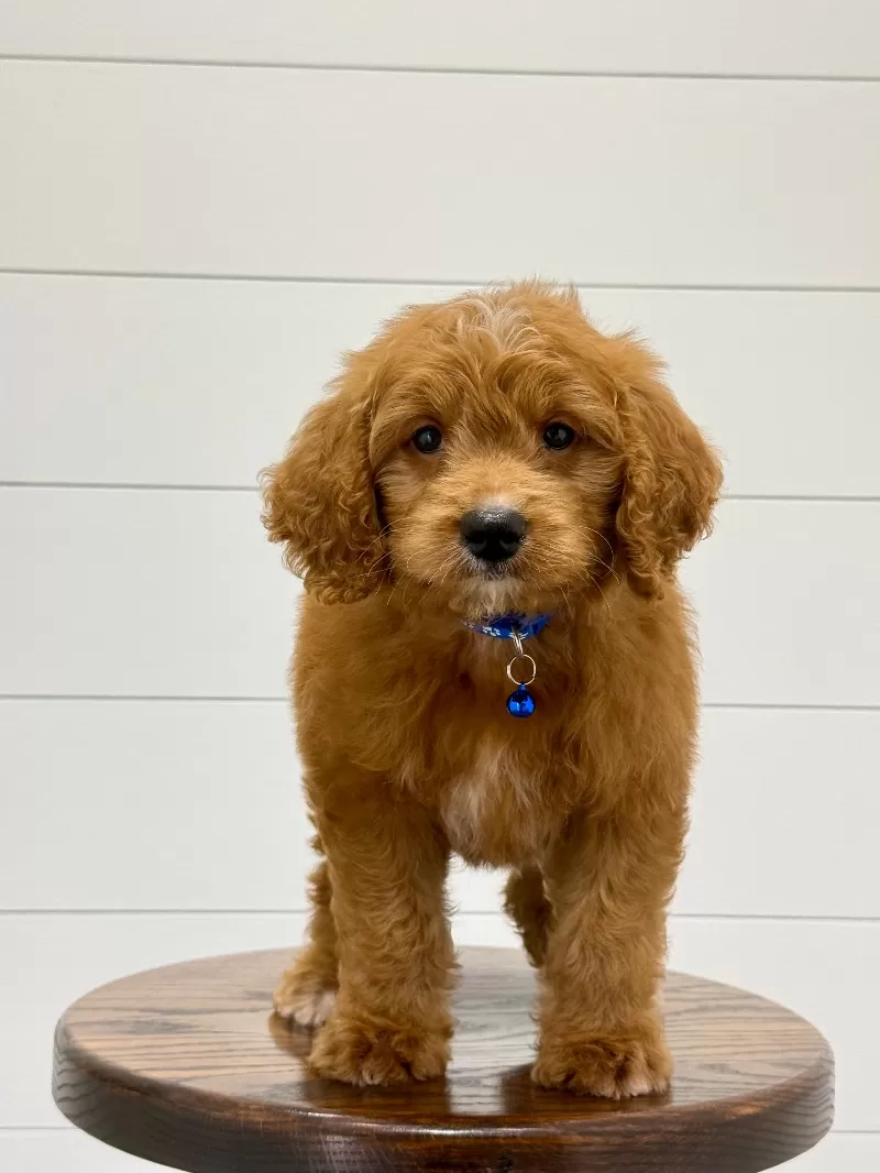 Duke ♥️😘