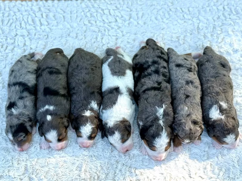 Kate and Tundra’s puppies are available!