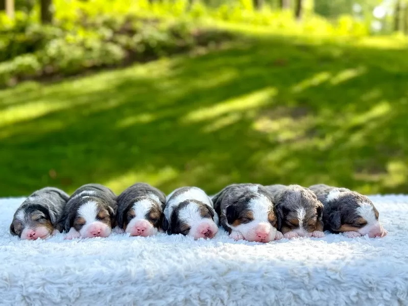 Kate and Tundra’s puppies are available!