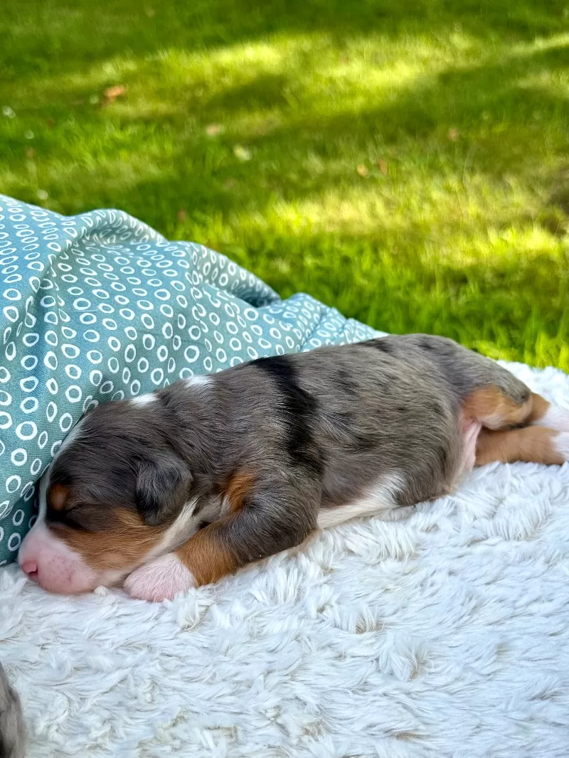 Kate and Tundra’s puppies are available!