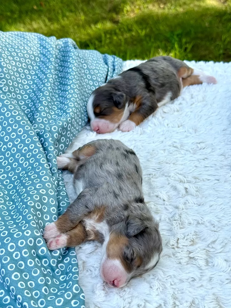 Kate and Tundra’s puppies are available!