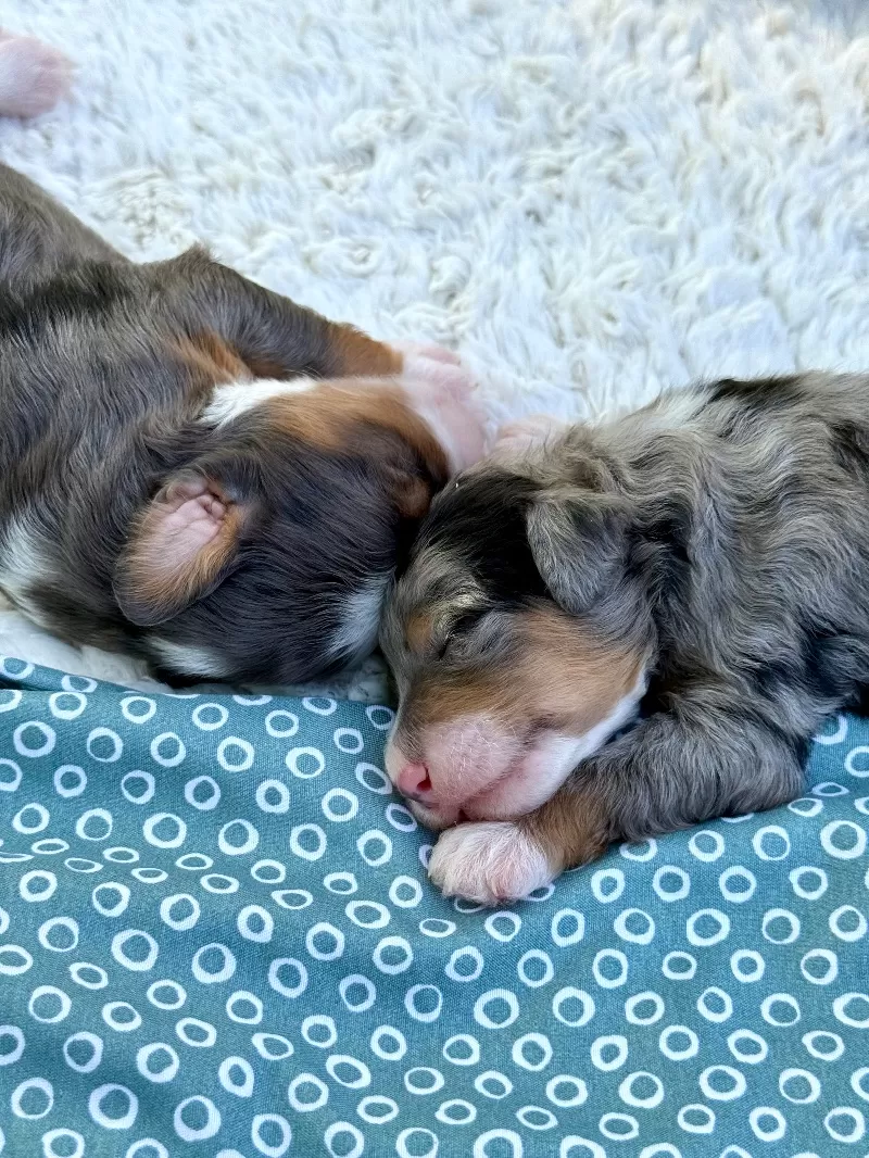 Kate and Tundra’s puppies are available!