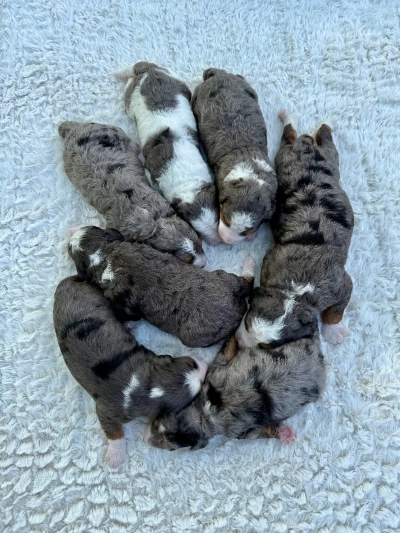 Kate and Tundra’s puppies are available!